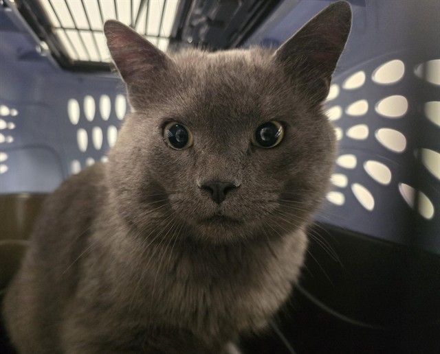 Shelter Stray Male Cat last seen Near BLOCK E 25TH AVE, AURORA CO 80010, 2080 S Quebec St, Denver, CO 80231, USA
