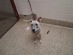Shelter Stray Female Dog last seen Near BLOCK N ACADEMY BLVD, COLORADO SPRINGS CO 80909, 610 Abbot Ln, Colorado Springs, CO 80905, USA