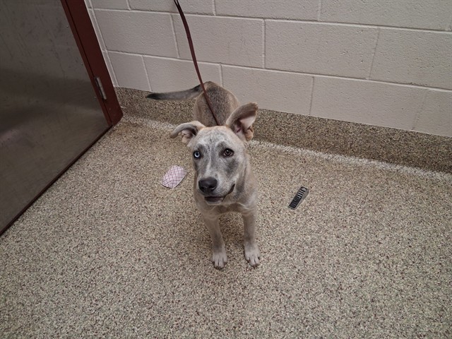 Shelter Stray Female Dog last seen Near BLOCK N ACADEMY BLVD, COLORADO SPRINGS CO 80909, 610 Abbot Ln, Colorado Springs, CO 80905, USA