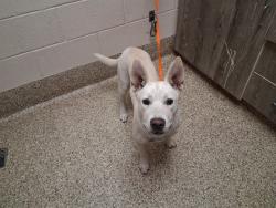Shelter Stray Female Dog last seen Near BLOCK N ACADEMY BLVD, COLORADO SPRINGS CO 80909, 610 Abbot Ln, Colorado Springs, CO 80905, USA