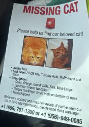 Lost Male Cat last seen 7/5/26 near Tuscany Apts. McPherson and Shiloh, Laredo, TX 78045