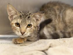 Shelter Stray Female Cat last seen , 5501 E Van Buren St, Phoenix, AZ 85008, USA