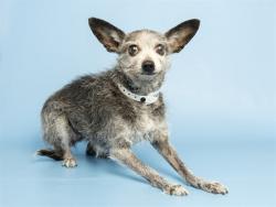 Shelter Stray Female Dog last seen 51ST AVE - PEORIA, 5501 E Van Buren St, Phoenix, AZ 85008, USA