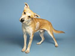 Shelter Stray Male Dog last seen 19TH AVE AND VINEYARD RD, 5501 E Van Buren St, Phoenix, AZ 85008, USA