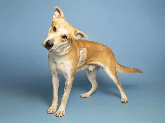 Shelter Stray Male Dog last seen 19TH AVE AND VINEYARD RD, 5501 E Van Buren St, Phoenix, AZ 85008, USA