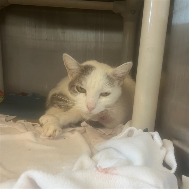 Shelter Stray Female Cat last seen Near BLOCK W MANHATTON DR, 5501 E Van Buren St, Phoenix, AZ 85008, USA