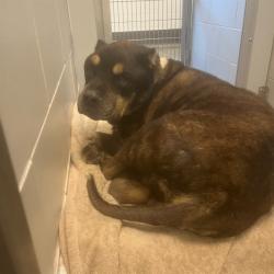 Shelter Stray Male Dog last seen 101ST LN/ W FLAVIA HAVEN, 5501 E Van Buren St, Phoenix, AZ 85008, USA
