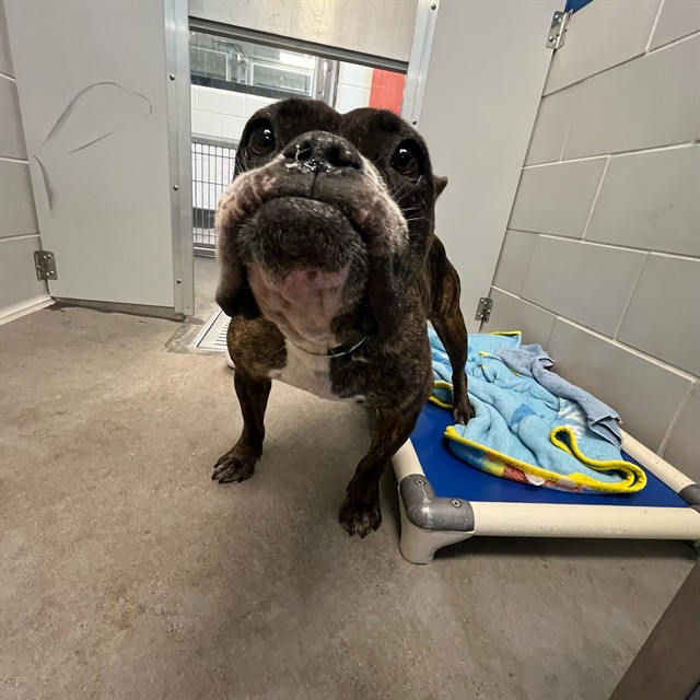 Shelter Stray Female Dog last seen 101ST LN/ W FLAVIA HAVEN, 5501 E Van Buren St, Phoenix, AZ 85008, USA