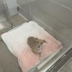 Shelter Stray Female Dog last seen N 35TH AVE AND DUNLAP, 5501 E Van Buren St, Phoenix, AZ 85008, USA