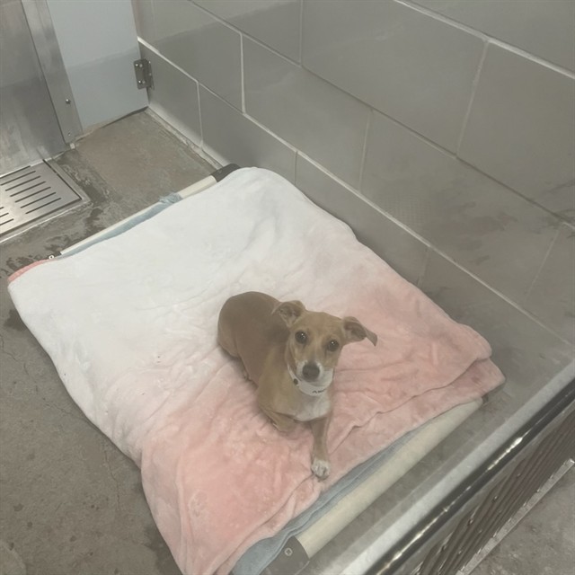 Shelter Stray Female Dog last seen N 35TH AVE AND DUNLAP, 5501 E Van Buren St, Phoenix, AZ 85008, USA