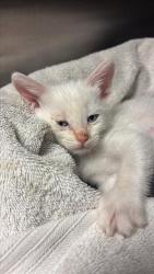 Shelter Stray Male Cat last seen Near 17TH AVE, 2127 Front St, Sacramento, CA 95818, USA
