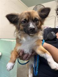 Shelter Stray Male Dog last seen MARTIN LUTHER KING JR BLVD & 24TH AVE, 2127 Front St, Sacramento, CA 95818, USA