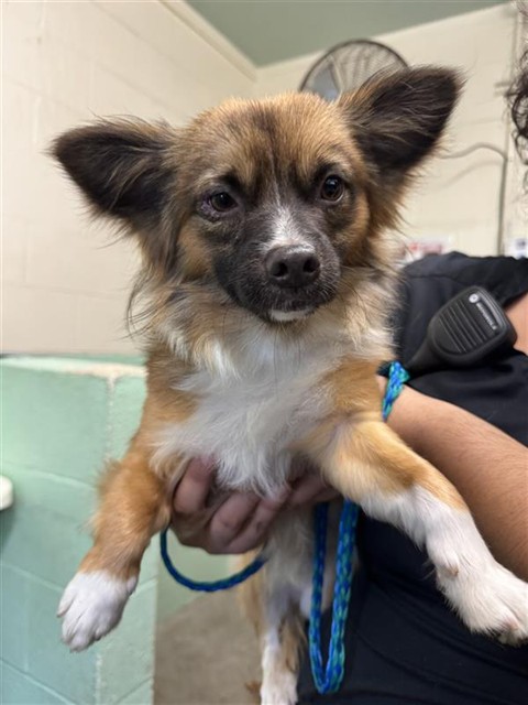 Shelter Stray Male Dog last seen MARTIN LUTHER KING JR BLVD & 24TH AVE, 2127 Front St, Sacramento, CA 95818, USA