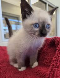 Shelter Stray Male Cat last seen Near BLOCK DOWNING ST, 12155 Park Blvd, Brighton, CO 80601, USA
