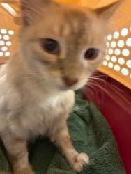 Shelter Stray Female Cat last seen Near BLOCK VOILES ST, 12155 Park Blvd, Brighton, CO 80601, USA