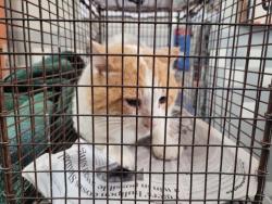 Shelter Stray Male Cat last seen , 957 N Gaffey St, San Pedro, CA 90731, USA