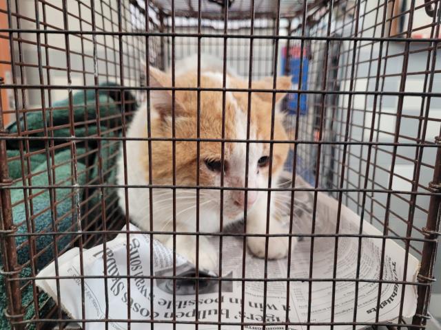 Shelter Stray Male Cat last seen , 957 N Gaffey St, San Pedro, CA 90731, USA