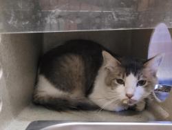 Shelter Stray Male Cat last seen , 957 N Gaffey St, San Pedro, CA 90731, USA
