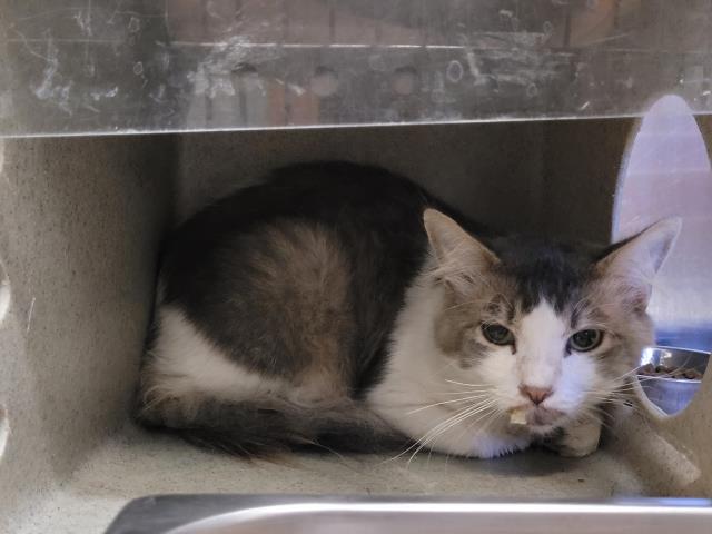 Shelter Stray Male Cat last seen , 957 N Gaffey St, San Pedro, CA 90731, USA
