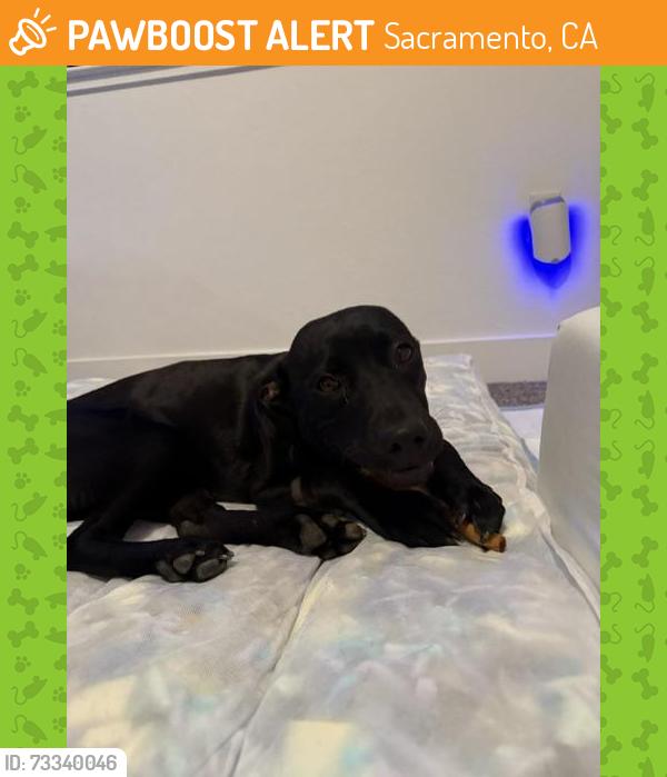 Found/Stray Female Dog last seen Marysville BLVD Sacramento, Sacramento, CA 95838