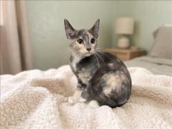 Shelter Stray Female Cat last seen , 957 N Gaffey St, San Pedro, CA 90731, USA