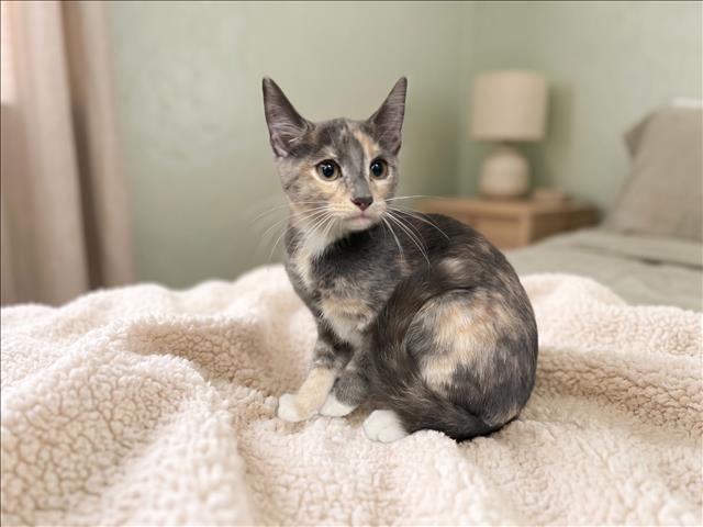 Shelter Stray Female Cat last seen , 957 N Gaffey St, San Pedro, CA 90731, USA