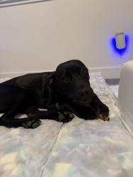 Found/Stray Female Dog last seen Marysville BLVD Sacramento, Sacramento, CA 95838