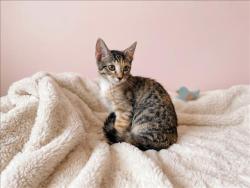 Shelter Stray Female Cat last seen , 957 N Gaffey St, San Pedro, CA 90731, USA