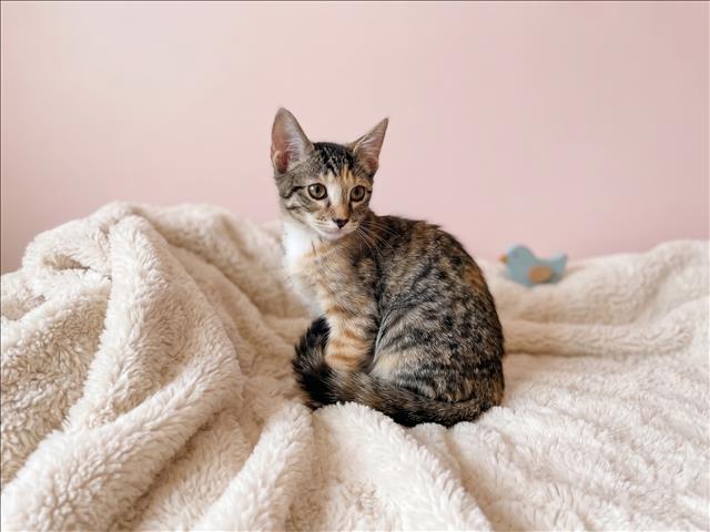 Shelter Stray Female Cat last seen , 957 N Gaffey St, San Pedro, CA 90731, USA
