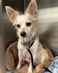 Shelter Stray Female Dog last seen SHORE ACRES DR LEESBURG, 12280 County Rd 448, Tavares, FL 32778, USA