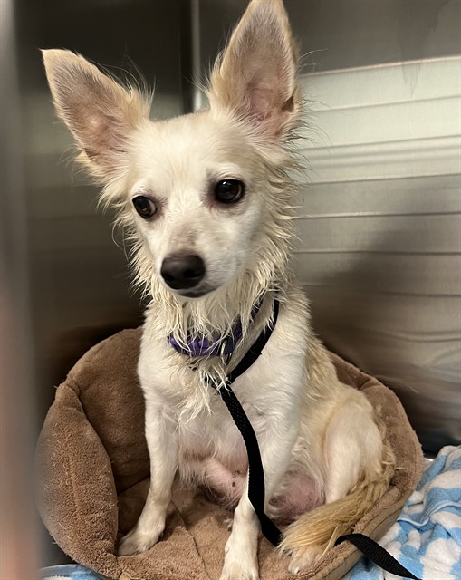 Shelter Stray Female Dog last seen SHORE ACRES DR LEESBURG, 12280 County Rd 448, Tavares, FL 32778, USA