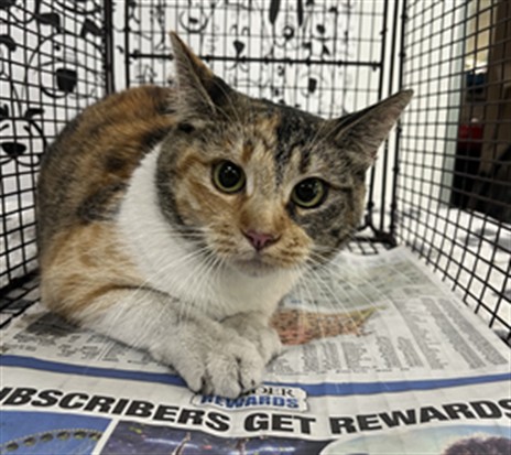Shelter Stray Female Cat last seen , 957 N Gaffey St, San Pedro, CA 90731, USA