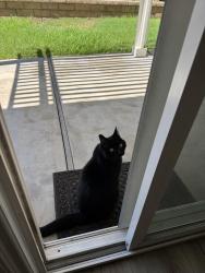 Lost Male Cat last seen La Palma and Via Lomas de Yorba, Yorba Linda, CA 92887