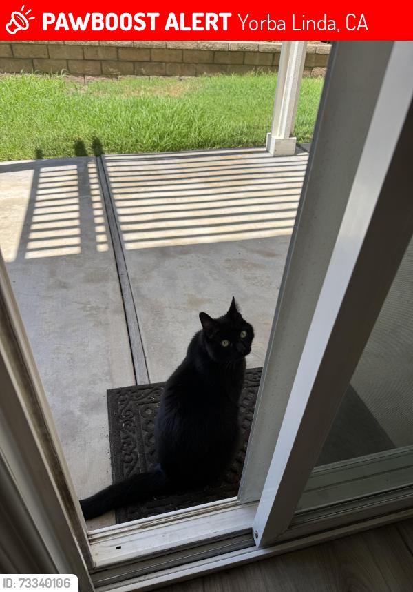 Lost Male Cat last seen La Palma and Via Lomas de Yorba, Yorba Linda, CA 92887