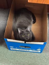 Lost Female Cat last seen Near Seaman Street, Fort Worth 76111, Fort Worth, TX 76111