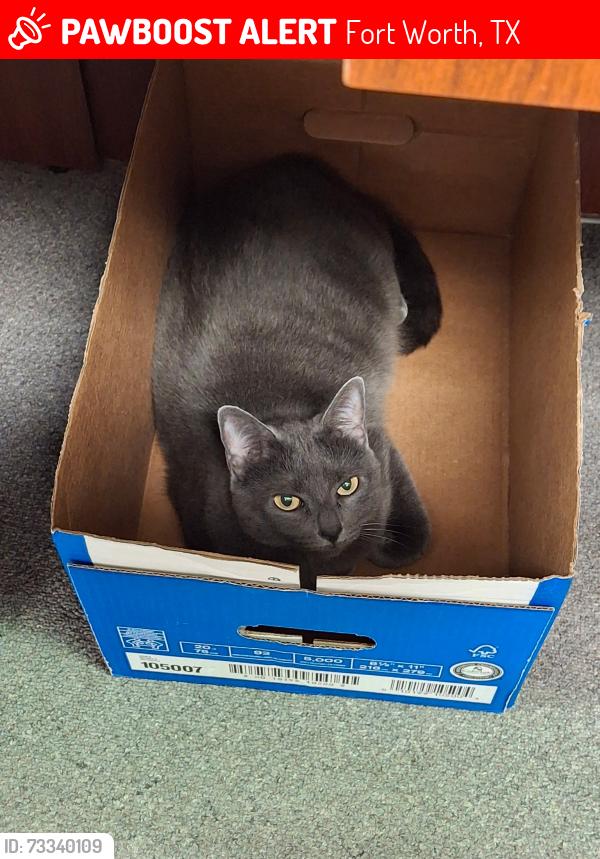 Lost Female Cat last seen Near Seaman Street, Fort Worth 76111, Fort Worth, TX 76111