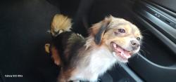 Reunited Female Dog last seen Baldwin Park, CA, USA, Baldwin Park, CA 91706