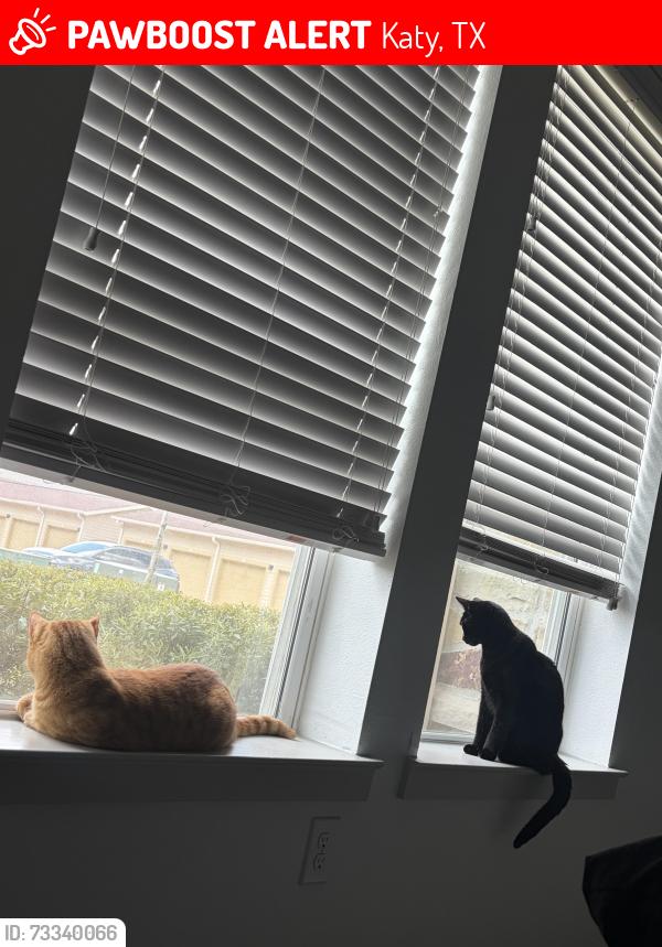 Lost Female Cat last seen Colonial Parkway by the nursery and Garden, Katy, TX 77493