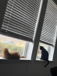 Lost Female Cat last seen Colonial Parkway by the nursery and Garden, Katy, TX 77493