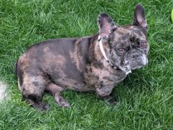 Reunited Female Dog last seen Rigert and 175th, Beaverton, OR 97007