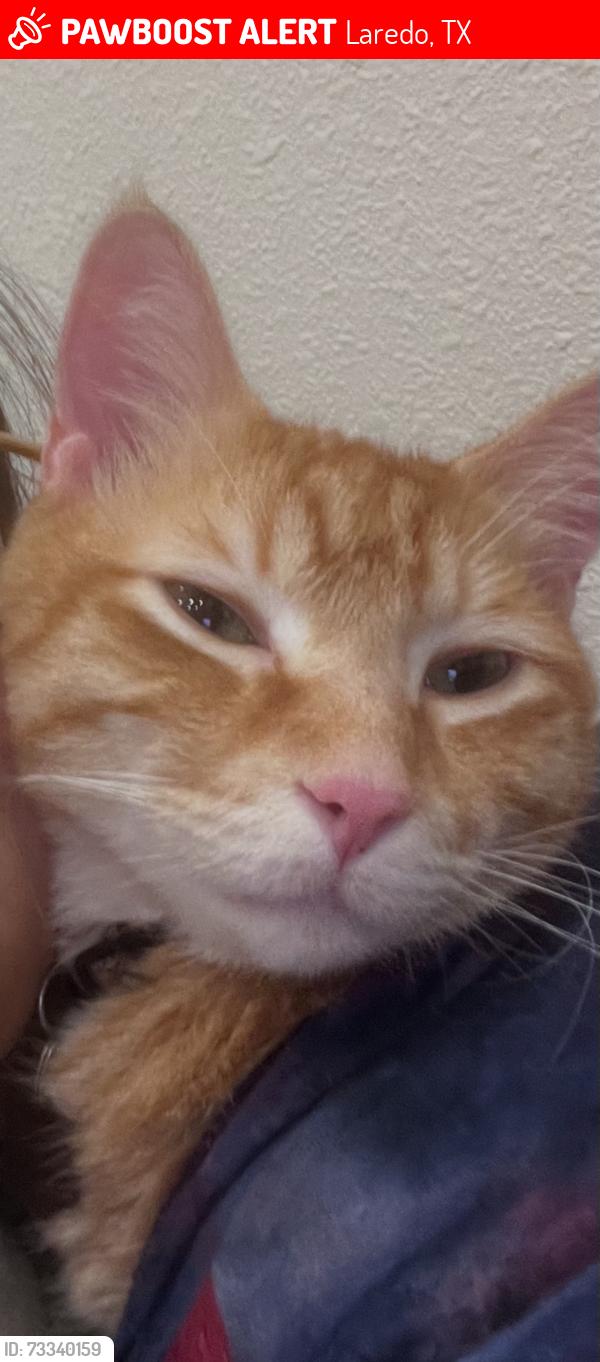 Lost Male Cat last seen Last Seen 7/5/26 near Tuscany Apts. McPherson and Shiloh, Laredo, TX 78045