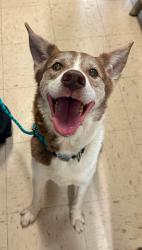Reunited Male Dog last seen Edmund and Lexington, Saint Paul, MN 55104