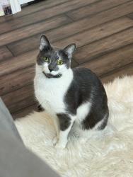 Reunited Female Cat last seen Prairie View Road/Sturgeon Road, Winnipeg, MB R3J 1G9