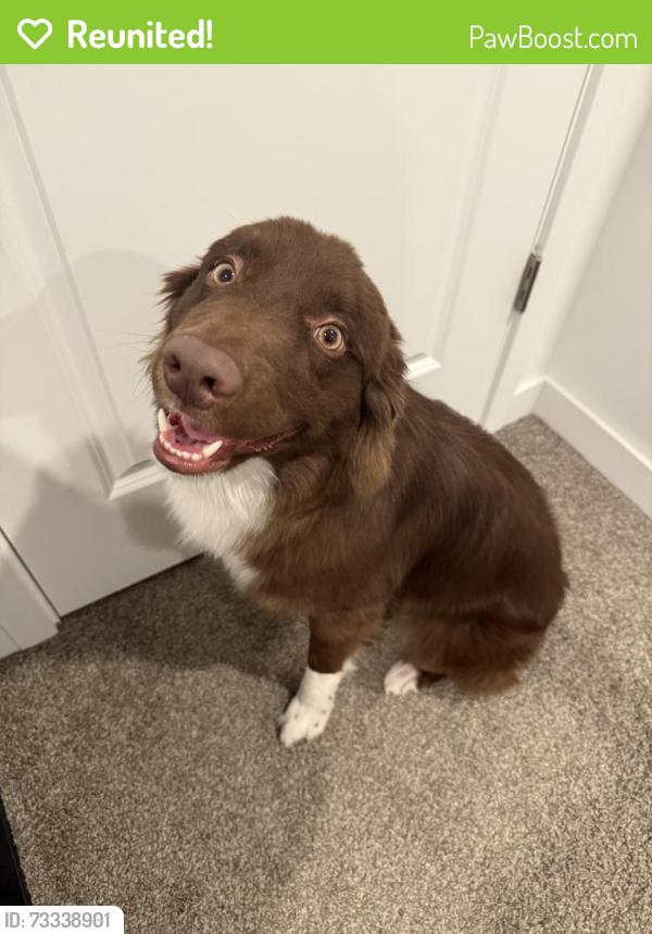 Reunited Male Dog last seen By the new cypress high school, Magna, UT 84044