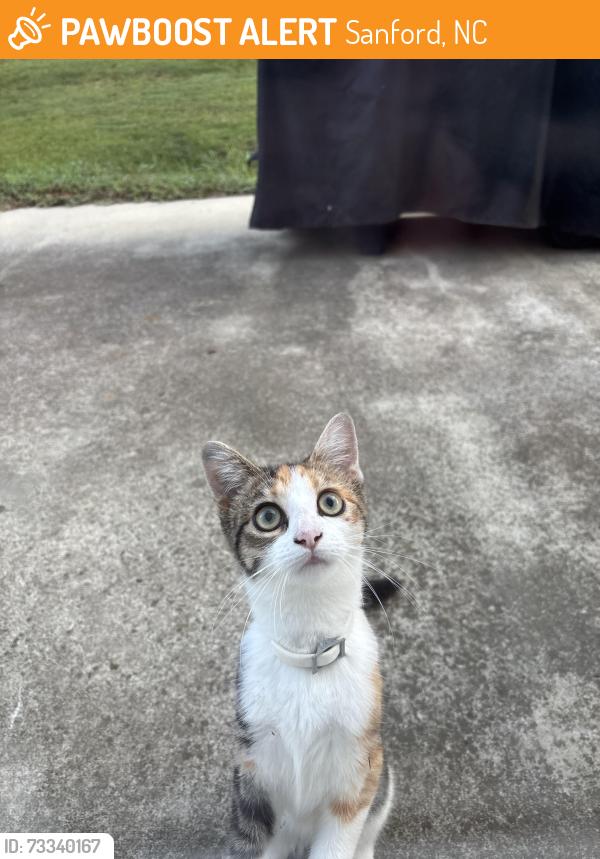 Found/Stray Unknown Cat last seen Cemetery road, Sanford, NC 27332