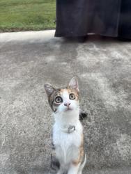 Found/Stray Unknown Cat last seen Cemetery road, Sanford, NC 27332