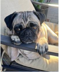 Reunited Female Dog last seen Near W Mission Lane, Glendale, AZ, Glendale, AZ 85302
