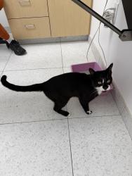 Found/Stray Male Cat last seen Fair Oaks Ave., Pasadena, Pasadena, CA 91101