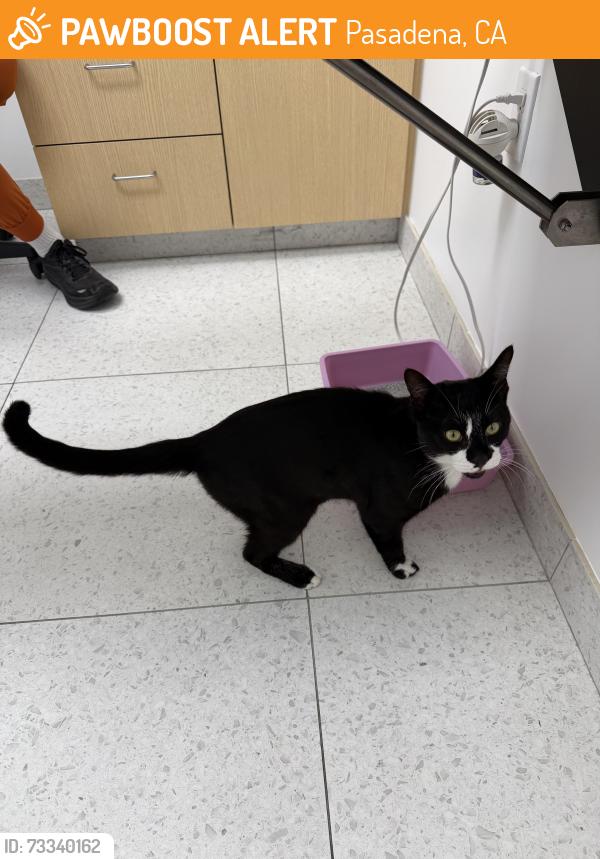 Found/Stray Male Cat last seen Fair Oaks Ave., Pasadena, Pasadena, CA 91101