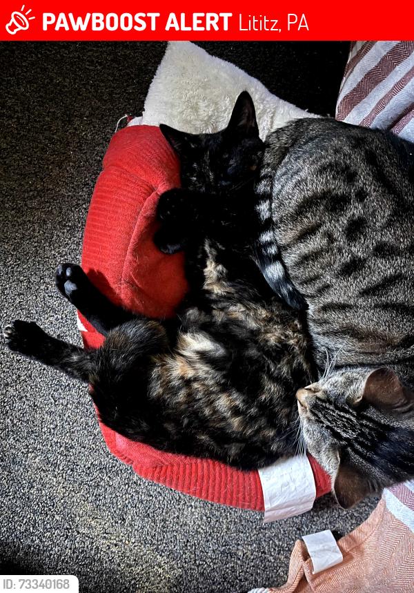 Lost Female Cat last seen Lititz,pa, Lititz, PA 17543